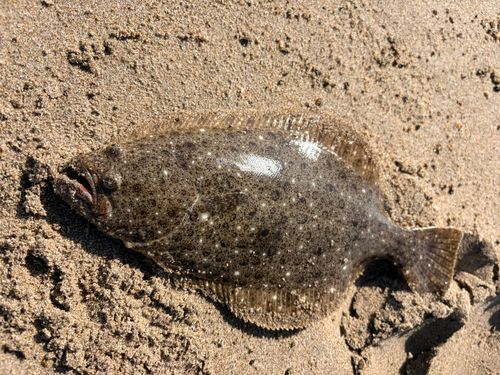 ソゲの釣果