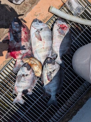 イシダイの釣果