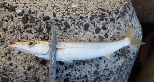 カマスの釣果