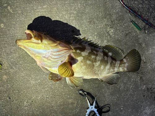 クエの釣果