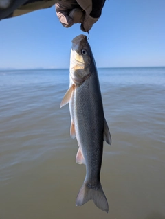 ウグイの釣果