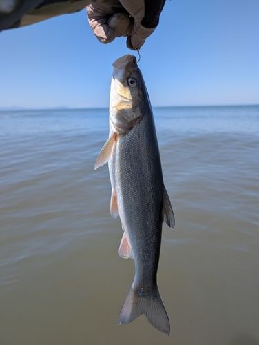 ウグイの釣果