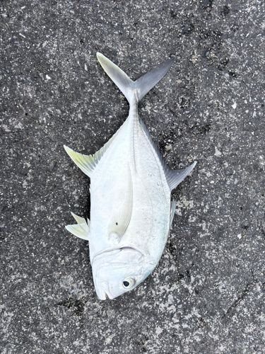 オニヒラアジの釣果