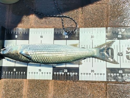ボラの釣果