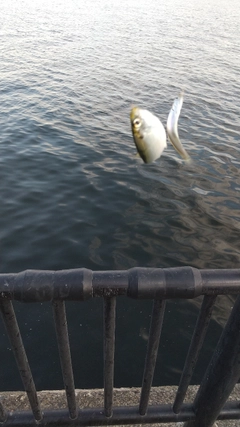 サッパの釣果
