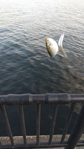 サッパの釣果