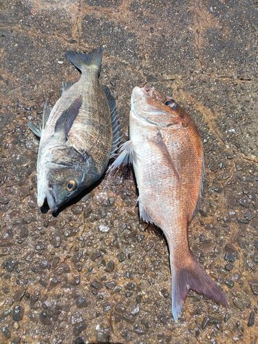 タイの釣果