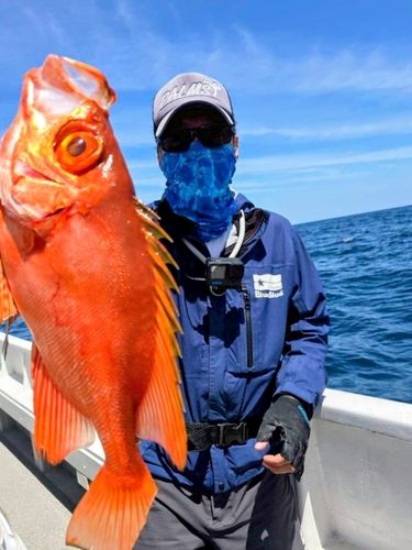 チカメキントキの釣果