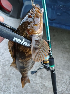 アイナメの釣果
