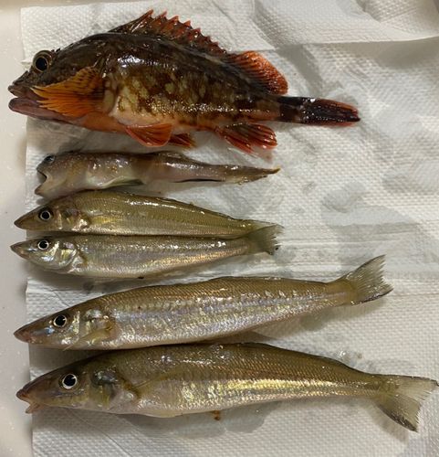 キスの釣果