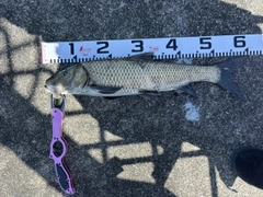 コイの釣果