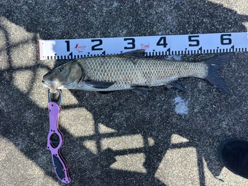 コイの釣果