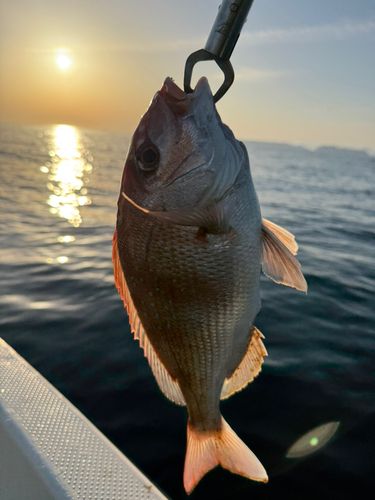 チャリコの釣果