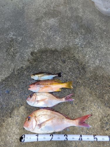 タイの釣果