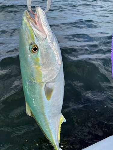 ワラサの釣果