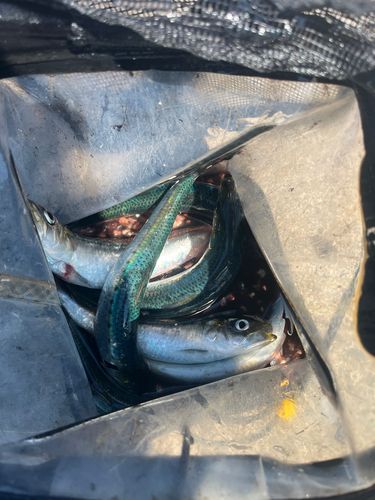 マイワシの釣果