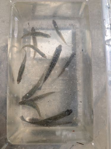 タモロコの釣果