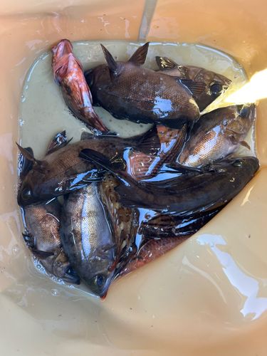 メバルの釣果
