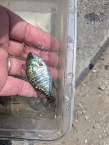ブルーギルの釣果