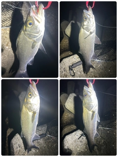 ヒラスズキの釣果