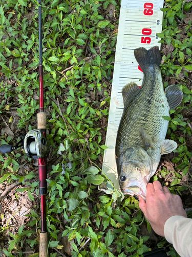 ブラックバスの釣果