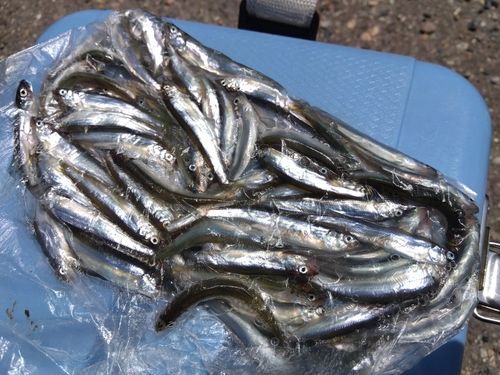 チアユの釣果