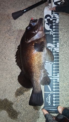 メバルの釣果