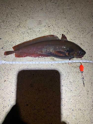 ドンコの釣果