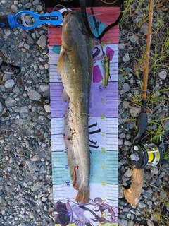 ナマズの釣果