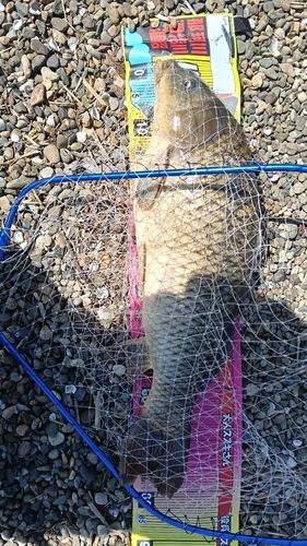 コイの釣果