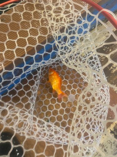 キンギョの釣果