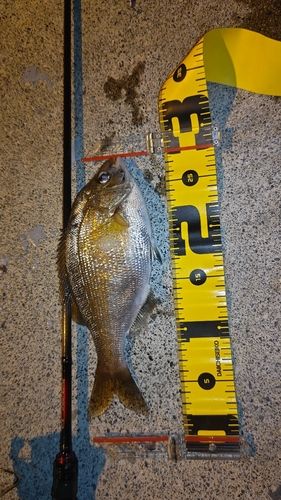 ウミタナゴの釣果