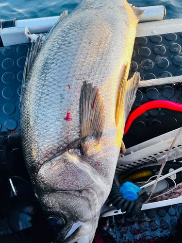 ヒラスズキの釣果