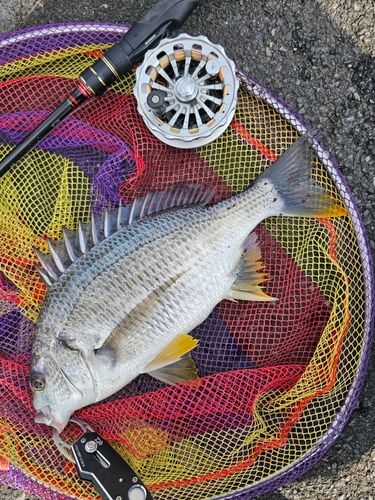 キビレの釣果