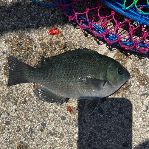 メジナの釣果