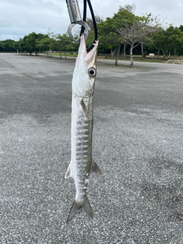 オニカマスの釣果