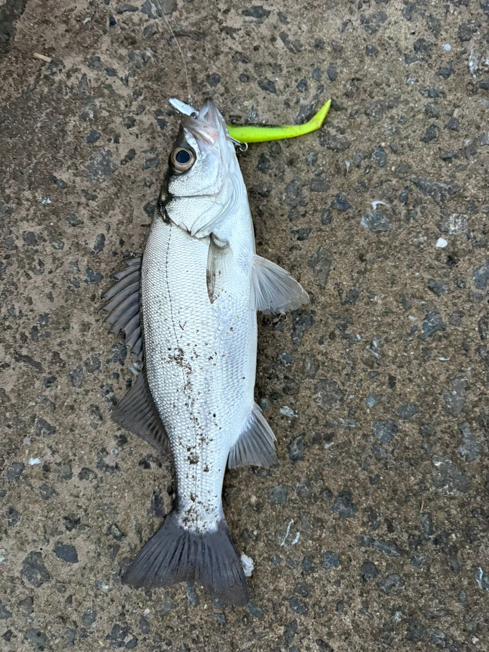 SHIMANO 21アルテグラ 2500の最安値・インプレ・釣果 | 本音の口コミが
