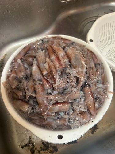 ホタルイカの釣果