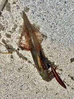 ヤリイカの釣果