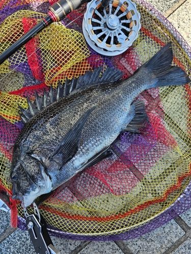 クロダイの釣果