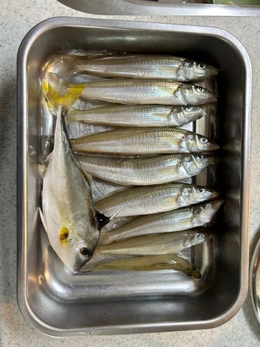 シロギスの釣果