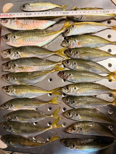 アジの釣果