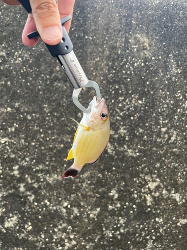 オキフエダイの釣果