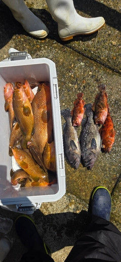 キジハタの釣果