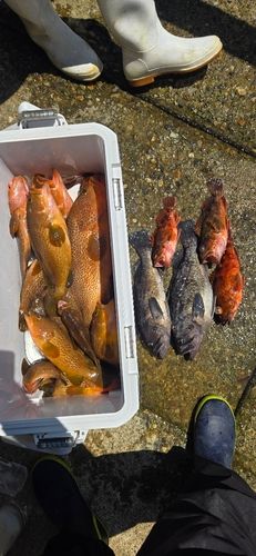 キジハタの釣果