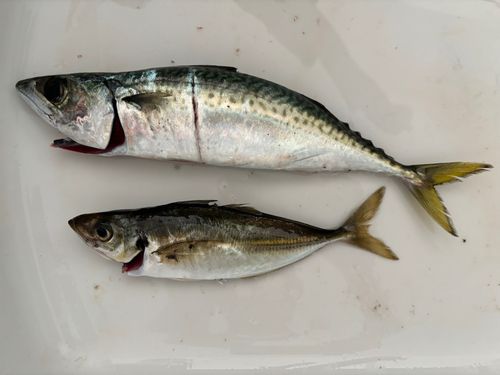 サバの釣果