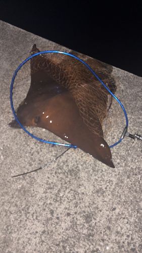 アカエイの釣果