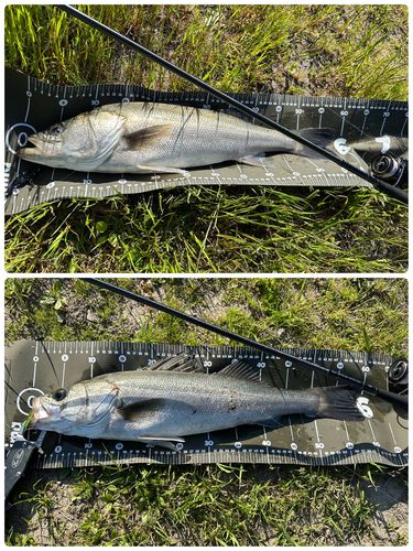 シーバスの釣果