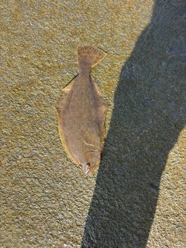 ヒラメの釣果