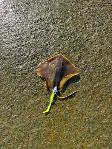 アカエイの釣果